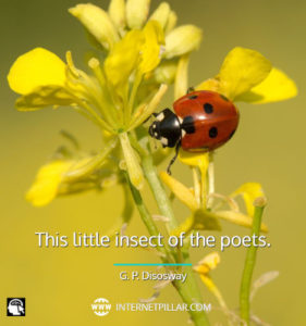 Quotes About Ladybug 281x300 
