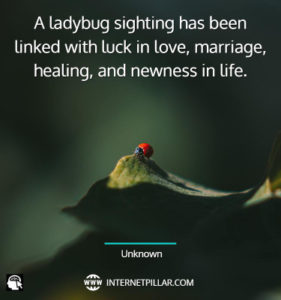 Wise Ladybug Quotes 281x300 